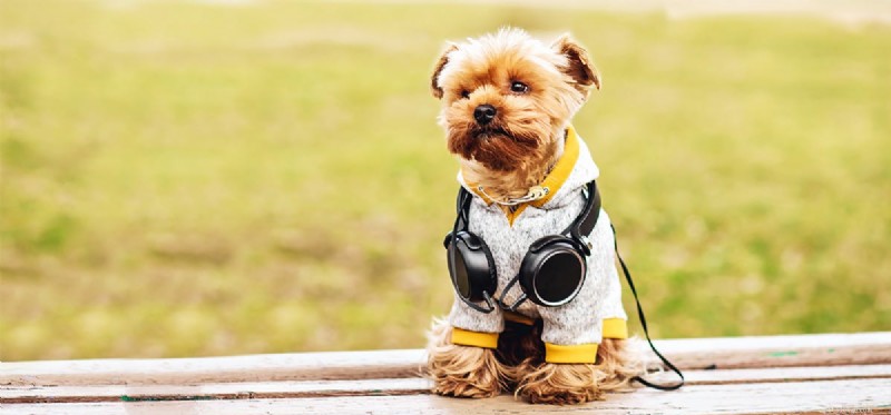 Welk frequentiebereik kunnen honden horen?