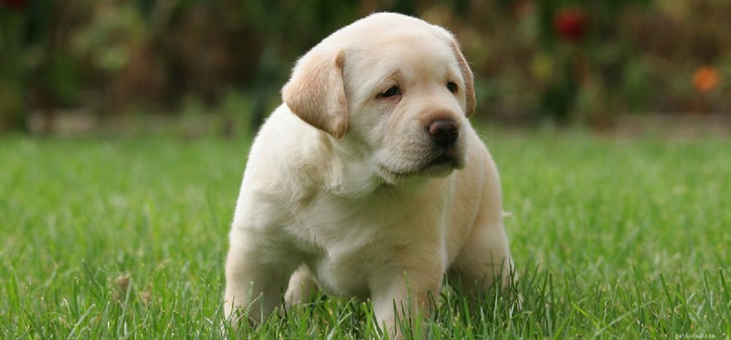 Un cane può annusare monossido di carbonio?