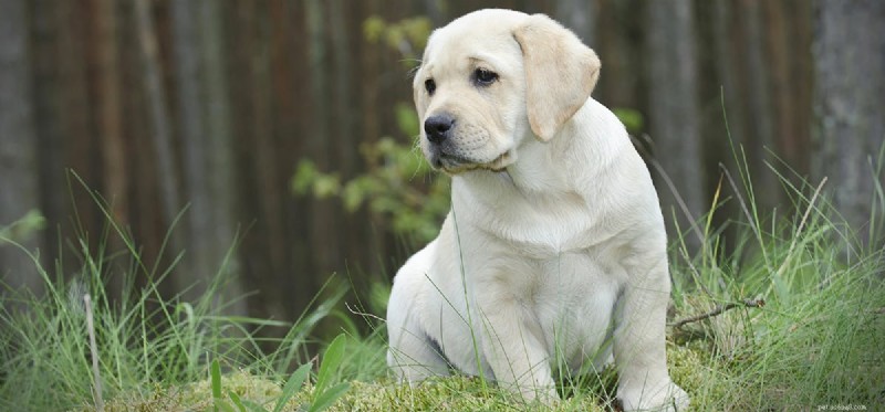 Kan en hund lukta kolmonoxid?