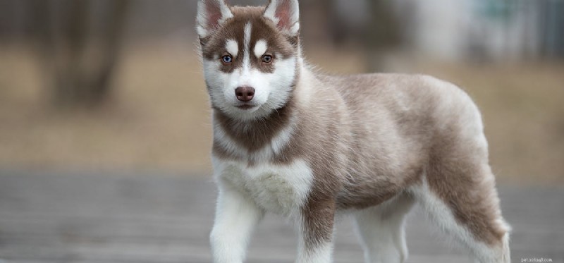 Un cane può annusare monossido di carbonio?