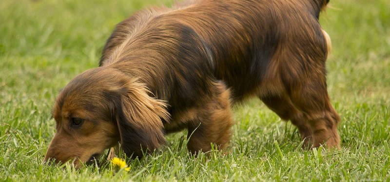 Kan en hund lukta piller?