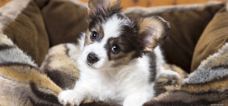 Um cachorro pode cheirar pílulas?