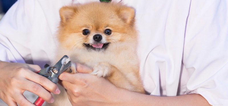 Mohou psí nehty způsobit bolest?