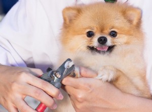 Mohou psí nehty způsobit bolest?
