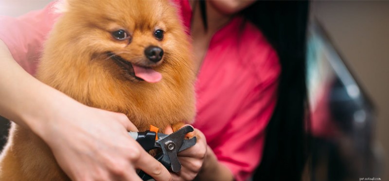 Kunnen de nagels van een hond pijn veroorzaken?