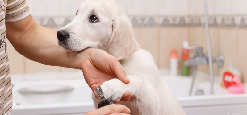 Kunnen de nagels van een hond pijn veroorzaken?