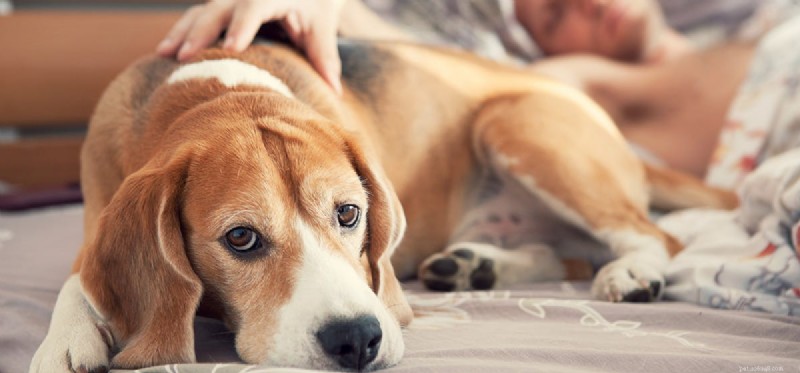 Un chien peut-il savoir si vous êtes malade ?