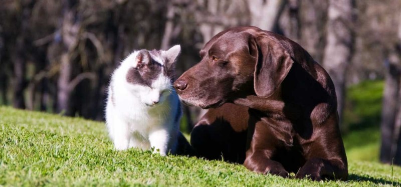 Могут ли собаки и кошки общаться?