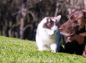 Mohou spolu psi a kočky komunikovat?