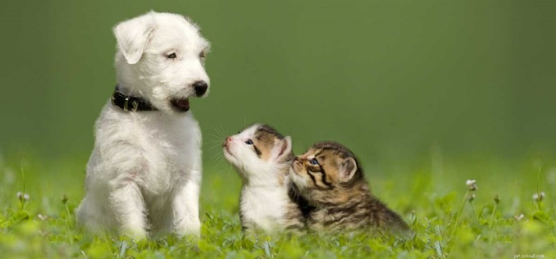 Cani e gatti possono comunicare?