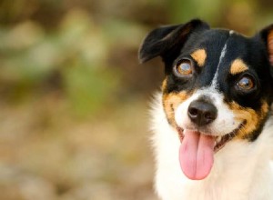 Mohou být psi bipolární?