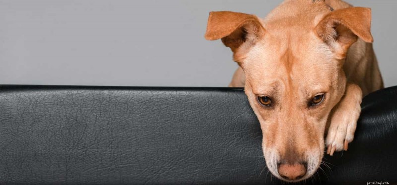 犬は双極性障害になることができますか?