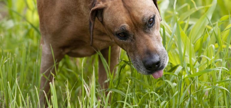 Могут ли собаки быть травоядными?