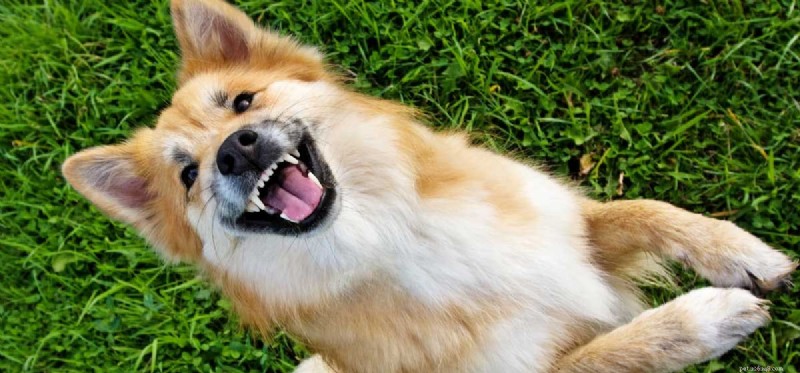 Kunnen honden hyperactief zijn?
