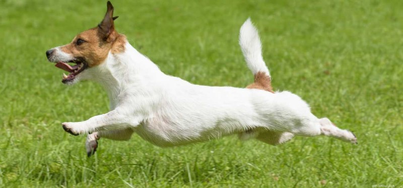 Kunnen honden hyperactief zijn?