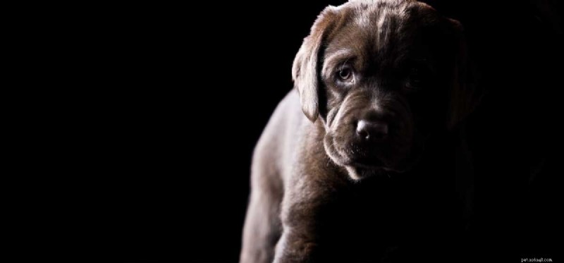 Les chiens peuvent-ils avoir peur du noir ?