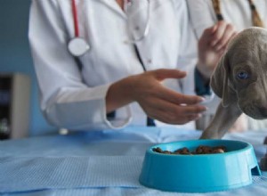 Mohou být psi testováni na potravinové alergie?