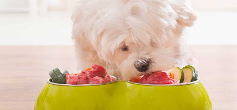 개에게 음식 알레르기를 검사할 수 있습니까?