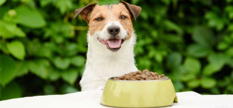 Mohou být psi testováni na potravinové alergie?