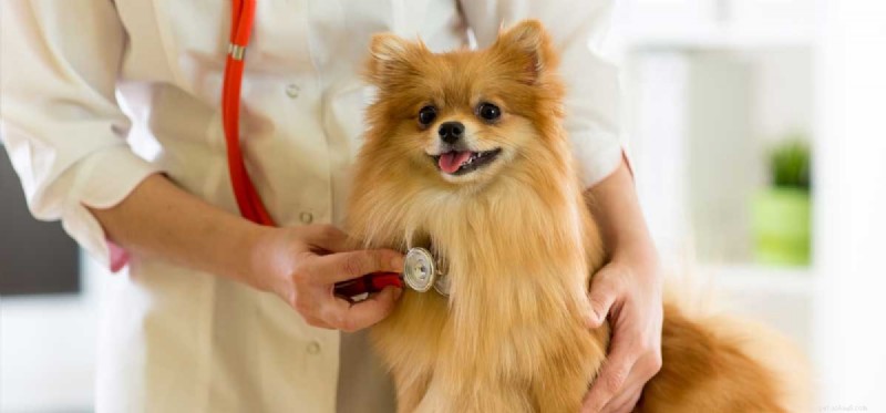 Kunnen honden worden behandeld voor hartworm?