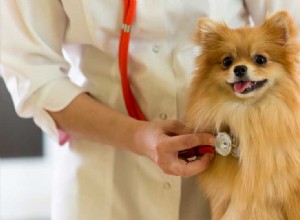 Lze u psů léčit srdeční červy?