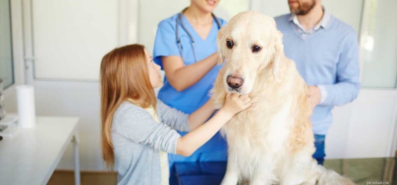 I cani possono essere trattati per la filariosi cardiopolmonare?