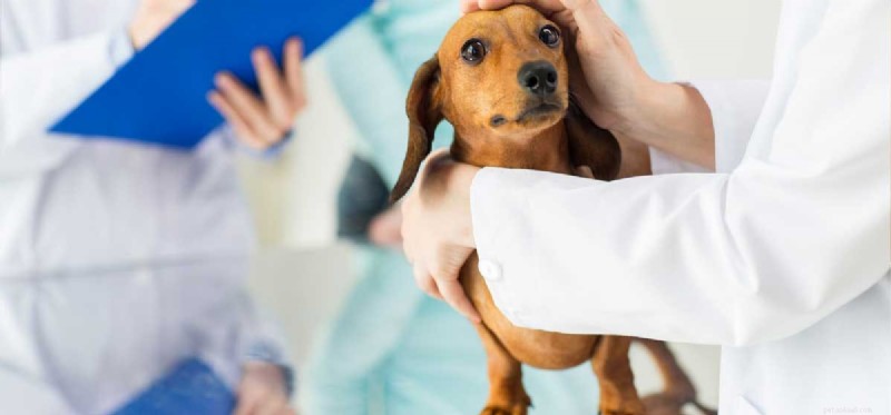 Os cães podem ser tratados para dirofilariose?