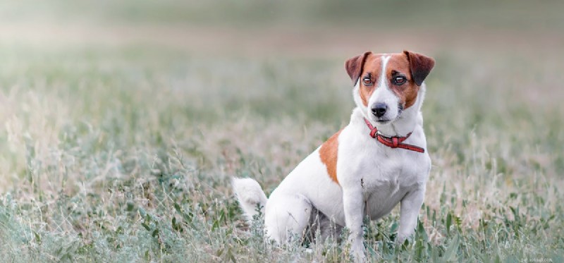 Могут ли собаки быть незафиксированными?