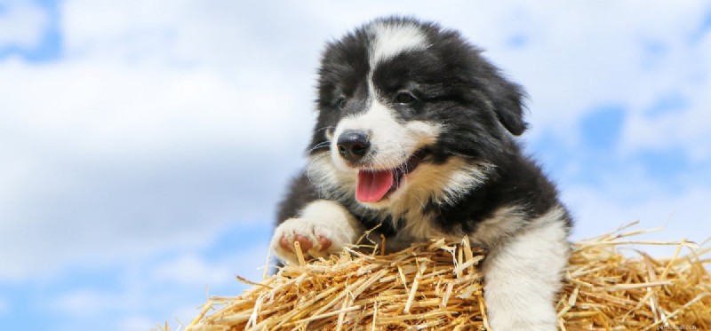 Os cães podem respirar pela boca?