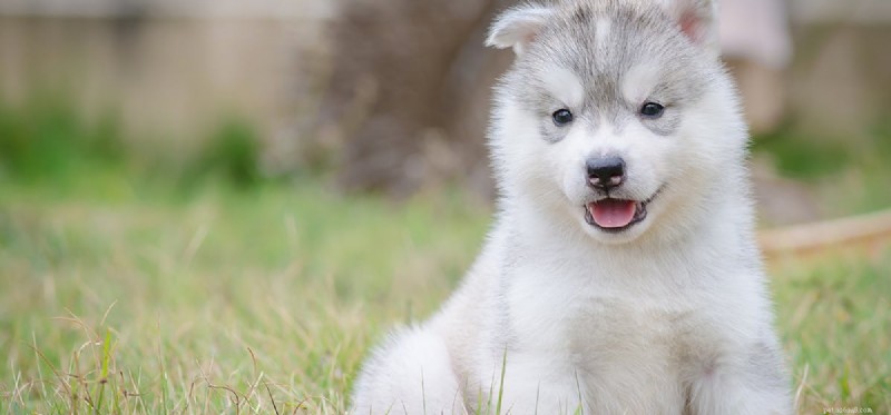 Os cães podem respirar pela boca?