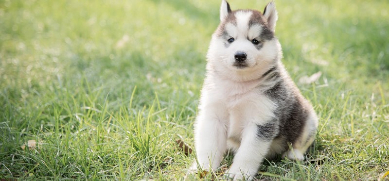 Os cães podem respirar pela boca?