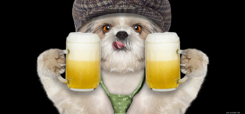 Kan hundar dricka öl? 