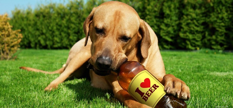 Kan hundar dricka öl? 