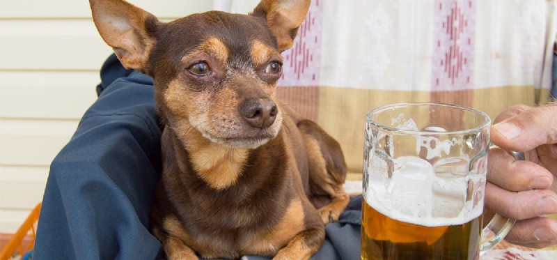 강아지가 맥주를 마실 수 있습니까? 