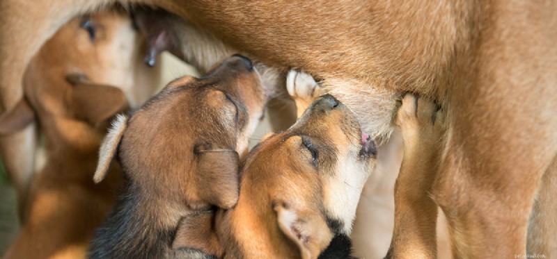 Os cães podem beber leite materno?