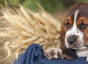 Могут ли собаки симулировать депрессию?