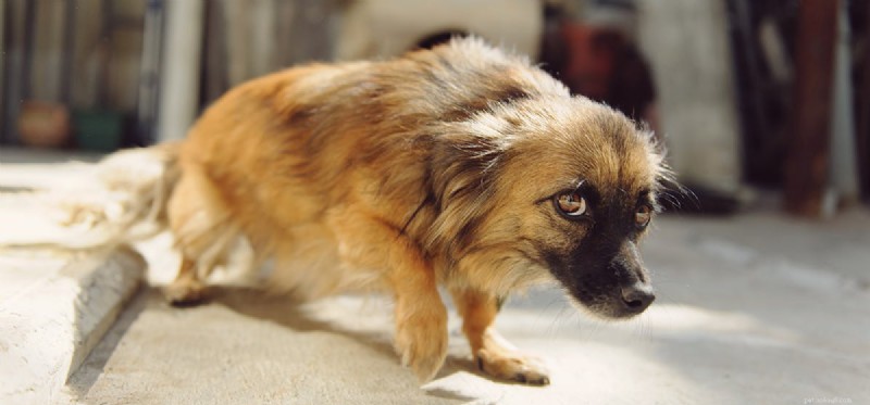 Kunnen honden doen alsof ze bang zijn?