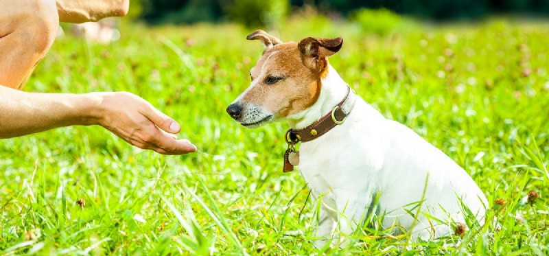 I cani possono fingere di avere paura?