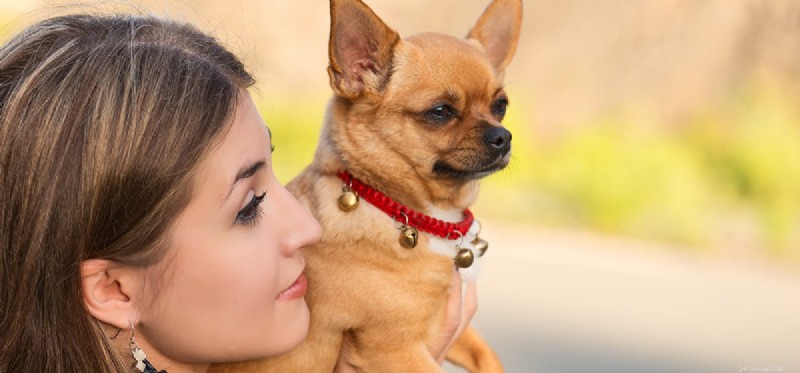 Kan hundar falska separationsångest?