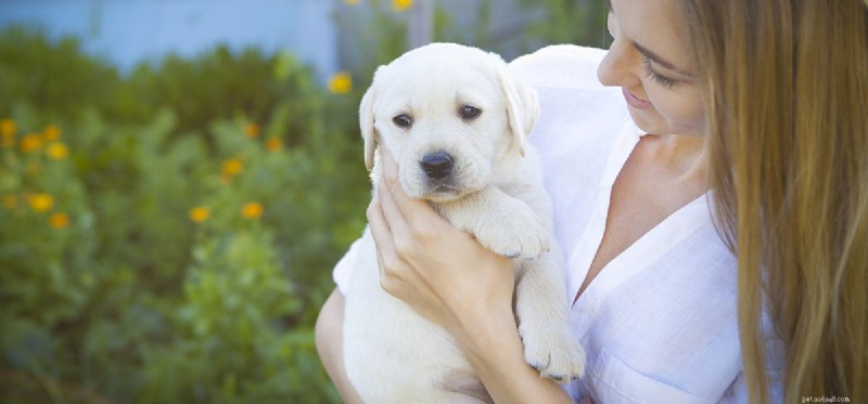 犬は偽の分離不安症になる?