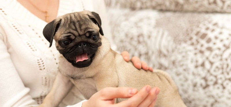 Могут ли собаки симулировать тревогу разлуки?