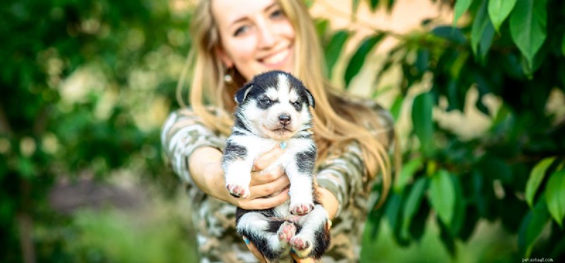 Os cães podem sentir carinho?