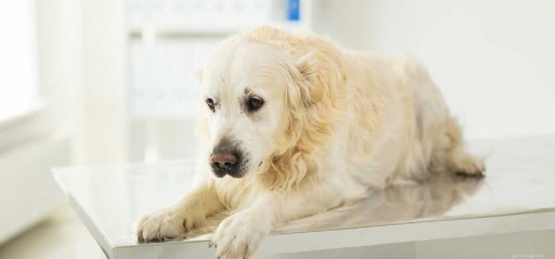 I cani possono provare ansia?