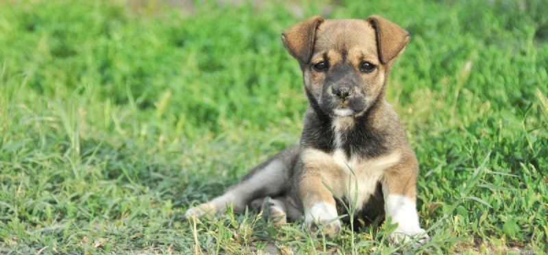 Os cães podem sentir tédio?