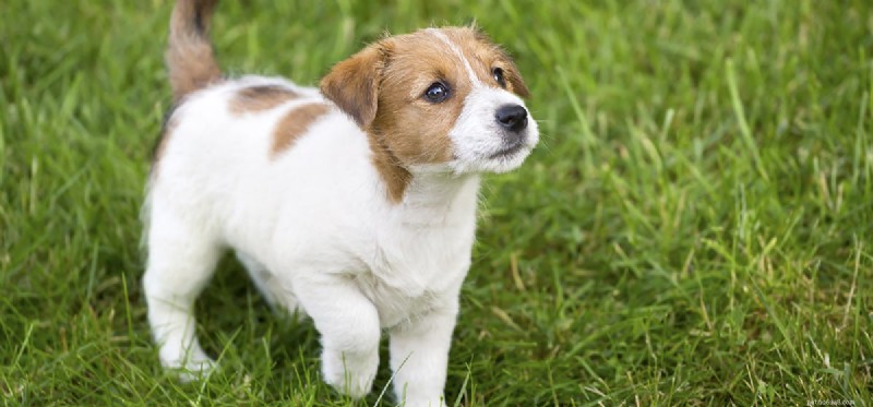 I cani possono sentire freddo nei loro piedi?