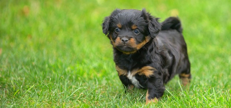 Kunnen honden het koud hebben in hun voeten?