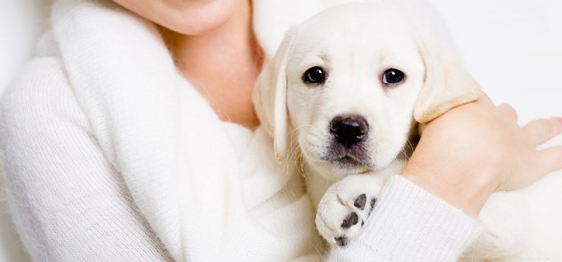 Os cães podem sentir frio nos pés?