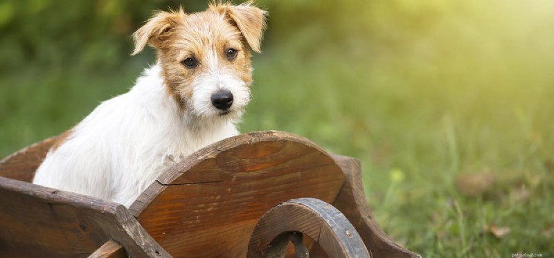 I cani possono sentire freddo nei loro piedi?