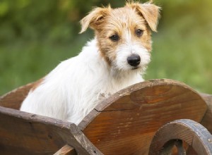 犬の足が冷えることはありますか?