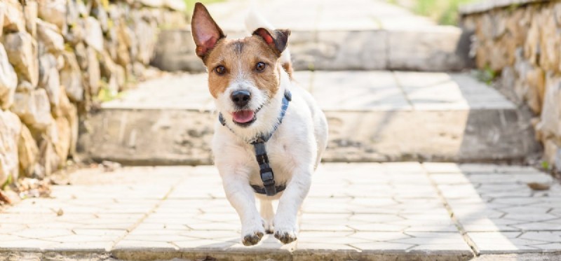 Os cães podem sentir tonturas?